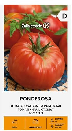 Zalia stotele | TOMATEN PONDEROSA samen | Gemüsesamen | Eine spätreifende, hochwüchsige alte Sorte | Pflanze samen | Tomatensamen | Gardensamen | Anbau im Freiland oder im Gewächshaus | 1 Pack