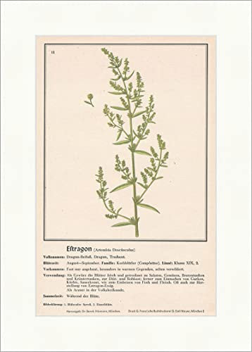 Biller Antik Estragon Artemisia Dracunculus Dragun Armoise Dragun Plantes médicinales Herbes médicinales 161