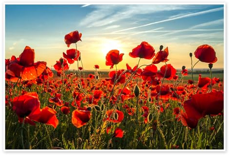 Posterlounge Mohn am Abend Poster | 100 x 70 cm von Steffen Gierok Rot Wandbilder Wanddeko
