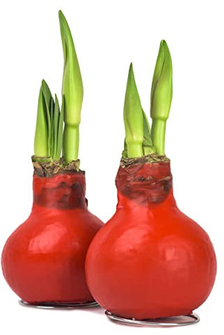 2x Echte Amaryllis gewachst/wax HELL ROT Amaryllis Hippeastrum Blumenzwiebel - lange haltbar, pflegeleichte mit großer Blüte - Geschenkidee!