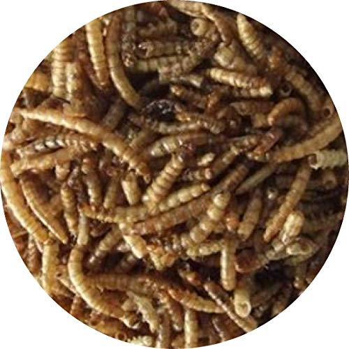 Mehlwürmer getrocknetes Reptilienfutter Fischfutter Teichfutter Schildkröten FD (5 kg)