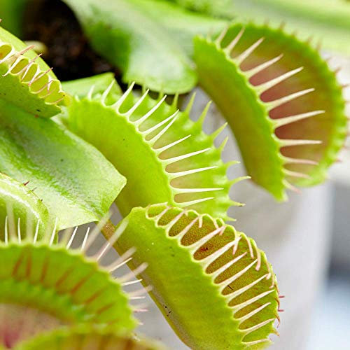 1 x Plante Carnivore d'intérieur Dionée Venus Attrape-Mouche parfaite pour la maison ou le bureau 9cm
