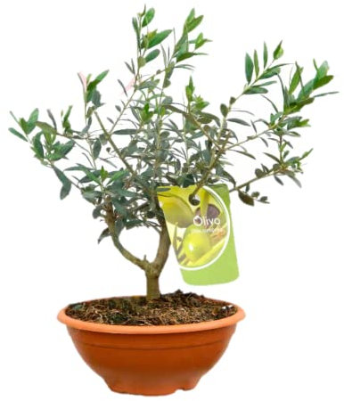 Olivo Planta Natural - OlivoEuropea Natural - Planta en distintos formatos (Prebonsai)