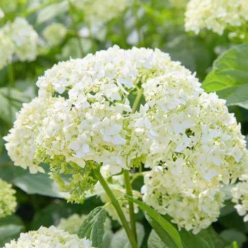 Hydrangea arborescens Plant 'Strong Annabelle' 'Abetwo' Sevenbark Deciduous Hardy Shrub Easy to Grow Garden Flowers 3 x 3.6-Litre Potted Plants by Thompson and Morgan
