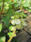 Hydrangea quercifolia Ruby Slippers - Eichenblatt Hortensie Ruby Slippers Größe 30-40cm