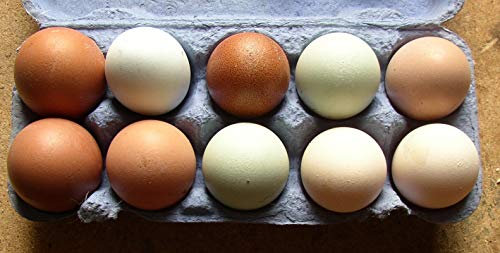 10+2 bunte Hühner-Eier aus Freiland Haltung, direkt vom Bauernhof mit Kräuter Fütterung, tages-frische Delikatesse aus der Altmark, auch als Bruteier für Selbstversorger