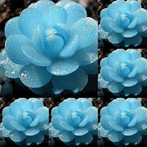 Haloppe 100 Stück Lithops Pseudotruncatella Pflanzensamen für die Bepflanzung des Hausgartens, Lithops Pseudotruncatella Samen Steinblume Zuhause saftige Bonsai-Pflanze Saatgut