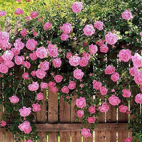 kiskick 50 Stücke Rosa Multiflora Samen Garten Hof Zaun Klettern Rose Blume Pflanze Dekor Wachsen Sie Ihre Eigenen Kräuter Garten Kit Rosa Multiflora-Samen* Rot