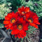 afrikanisches ringkörbchen pflanze samen - hochbeet balkon alte sorten saatgut blumenwiese samen mehrjährig bodendecker pflanzen winterhart dekopflanzen garten blumen winterhart blumen 250pcs