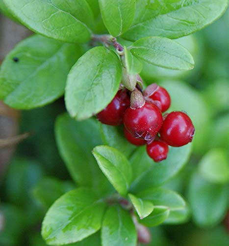 10x Preiselbeere 10-15cm - Vaccinium vitis idaea - lebende Gartenpflanze aus den Baumschulen