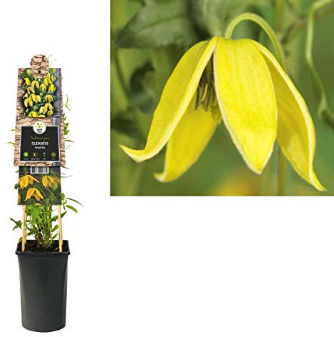 Clematis Tangutica 60-80 cm – Winterharte Kletterpflanze mit leuchtend gelben Blüten, ideal für Pergola, Zaun & Garten – Schnellwachsend & pflegeleicht