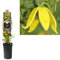 Clematis Tangutica 60-80 cm – Winterharte Kletterpflanze mit leuchtend gelben Blüten, ideal für Pergola, Zaun & Garten – Schnellwachsend & pflegeleicht