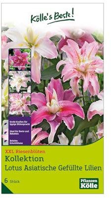 XXL Lotus-Lilien Kollektion, weiß, rosa, Größe 16/18, 6 Blumenzwiebeln