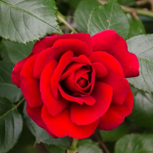Carbeth Plants Red Rose Bush Stromboli - 1 Rose Plant in 3L Pot - Potted Roses Plants Outdoor Garden Ready to Plant Flowers - Ideal Flowers for Garden Growing in Bed, Borders and Patio Pots
