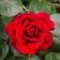Carbeth Plants Red Rose Bush Stromboli - 1 Rose Plant in 3L Pot - Potted Roses Plants Outdoor Garden Ready to Plant Flowers - Ideal Flowers for Garden Growing in Bed, Borders and Patio Pots