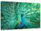 Feeby. PFAU Bild auf Leinwand Größe: 70x50 cm, 1 Teilig Leinwanbild Wandbild Kunstdrucke Wanddeko TIERE NATUR BLAU