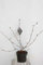 Sambucus nigra 'Black Beauty'® ('gerda'®) - Schwarze Holunderbeere 60-80 cm - Container