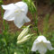 200 Seeds - Glockenblumen-weiße Blumen-Samen (Campanula Carpatica weiß)