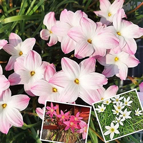 FStening 10 Pezzi Tre Tipi Di Miscela Zephyranthes Bulbi Piantare Da Interni Giglio Della Pioggia Fioritura Estiva Rendi Unica La Tua Casa Rendi L'aria Più Fresca