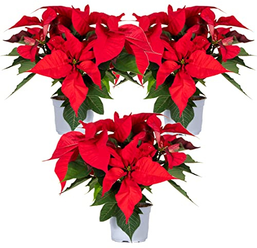 Bloomique - 3er-Set - Poinsettia - Weihnachtsstern - Rot - Zimmerpflanzen - Weihnachtsdeko - 20-30cm hoch - Topf 10,5cm
