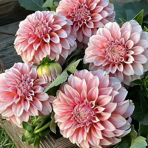 8 pcs dahlien knollen winterhart, blumenzwiebeln frühblüher winterlinge dahlien Dahlia kletterpflanzen winterhart schnellwachsend blumen winterhart draußen mehrjährig frühjahrsblüher