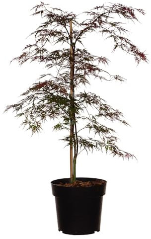 Japanischer Ahorn 'Orangeola': Kleiner Baum, dekoratives Laub, orange-rote Herbstfärbung, feiner, hängender Wuchs, pflegeleicht, ideal für Gartenakzente.