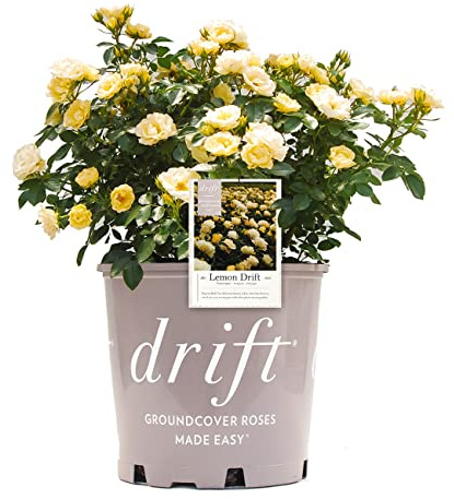 Perfect Plants Lemon Drift Rose Bush 1 Gallon | Live Bushes for Outdoor Planting | Ground Cover Roses Stay Small | Bright Yellow Blooming Shrubs