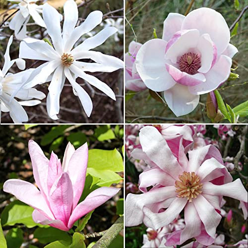 Magnolia Plants Mix | Mixed Collection of Bushy Garden Shrubs | Spring Flowering, Hardy Feature Plant | Deciduous, Ideal for Borders - 9cm, 2-Pack