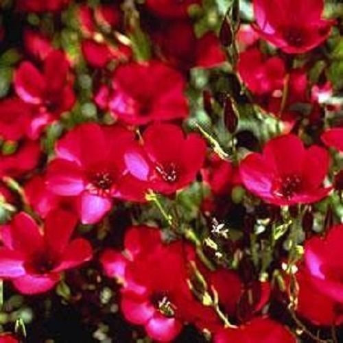¡¡NUEVO!! 30 + FRAGANTE rojo escarlata DEL PHLOX/resiembra ANUAL
