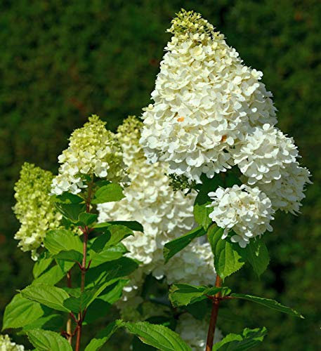 Rispenhortensie Magical Moonlight 80-100cm - Hydrangea paniculata - lebende Gartenpflanze aus den Baumschulen