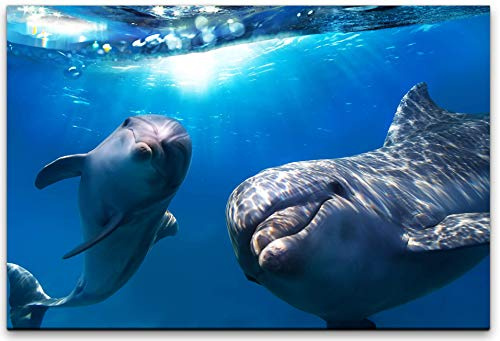 Paul Sinus Art 90x60cm Delfine Wandbild - Unterwasser Fotografie