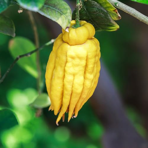 Semi di limone mano di Buddha - Pianta di agrumi esotici - Semi di bergamotto - giardino decorativo, facile da piantare semi biologici, piante resistenti all'esterno vaso per piante, 80pcs