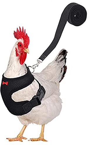 Verstellbares Hühner-Geschirr Mit Leine, Elastisch Huhn Weste Für Hühner, Ente Oder Gans Elastisch, Bequem, Atmungsaktiv