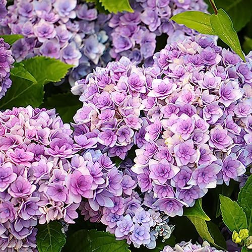 Luojuny Semillas de Hortensia, 1 Bolsa de Semillas de Hortensia Semillas de Flores Esféricas Enormes Bolas de Nieve Pequeñas Raras Naturales para Jardín Púrpura ligera Hortensia