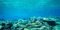 MIRRORANG 180x46cm Aquarium Hintergrund Wasserpflanze Fluss Aquarium Poster Hintergrund Vinyl