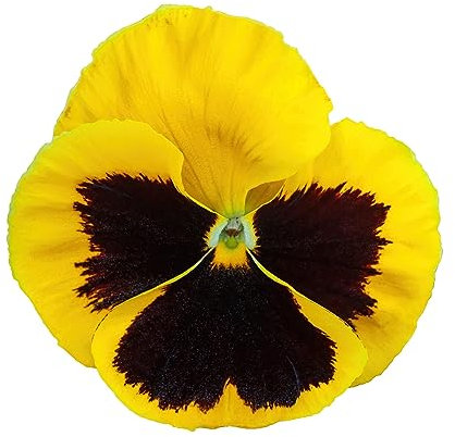 Pansy Plants - 'Yellow Blotch' - 20 x Full Plant Pack - Pansies - Garden Ready - Ready to Plant - Premium Quality Bedding Plants