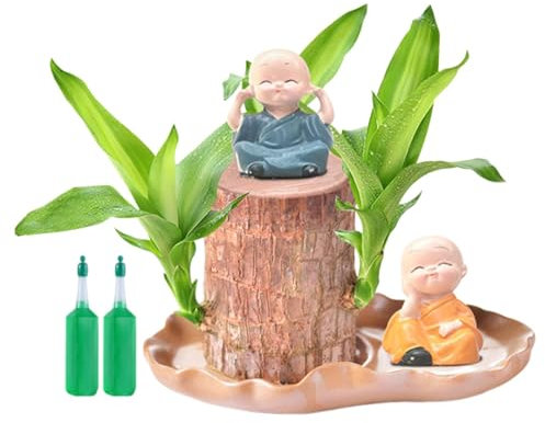 -Glücksholz Aus Brasilien, Brasilianisches Holz, Brasilianisches Glücksholz, Brasilianische Holzpflanze Mit 2 Mönchen Und 2 Nährstofflösungen, Luftreinigende Wohndekorationen
