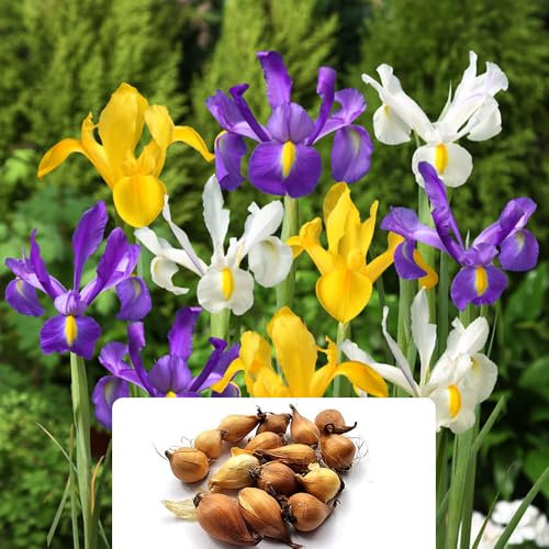 15 Dutch Iris Mixed Bulbs - Exotic and Hardy Plants, Easy to Grow with Dependable, Pretty Colours - Early Spring Bloomers, Thrives in UK Climate Condition