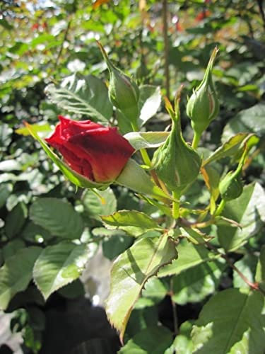 Baumschule Pflanzenvielfalt Kletterrose Aloha® - Rosa Aloha® - apricot-rosa - Duft+ - Kordes-Rose