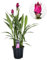 Plant in a Box - Curcuma alismatifolia 'Skyline' - Kurkuma - Zimmerpflanzen - Blühend - Topf 19cm - Höhe 70-90cm