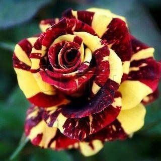 50 Semi Abracadabra Rosa, Colore Raro, Osiria Rose Fiore Splendido. l'amante è aumentato di semi Bonsai Piantare le Rose