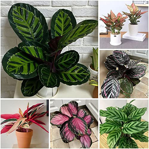 calathea orbifolia samen,Maranta arundinacea Pfeilwurz,winterfeste pflanzen für garten seed exotische pflanzen dekormulch seltene pflanzen geschenke für hobbygärtner 300 Stück