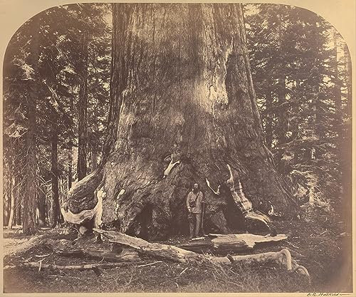 PSVDCTOO Gefeiert Wandbilder Kunst Poster Poster Wandbild Abschnitt des Grizzly Feet Diameter Mariposa Grove von Carleton E. Watkins für Heimdekoration60x90cm