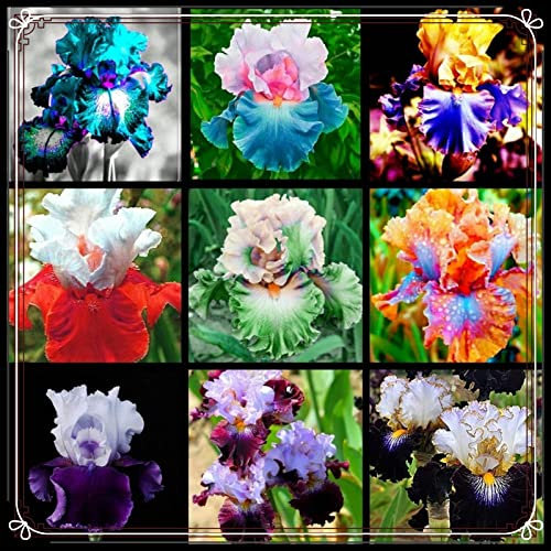 Iris Bulbs Garden Crop for Planting Now UK Strong Plants That Grow Well Mix Golden Jade Carving Feels Beautiful Now Mixed