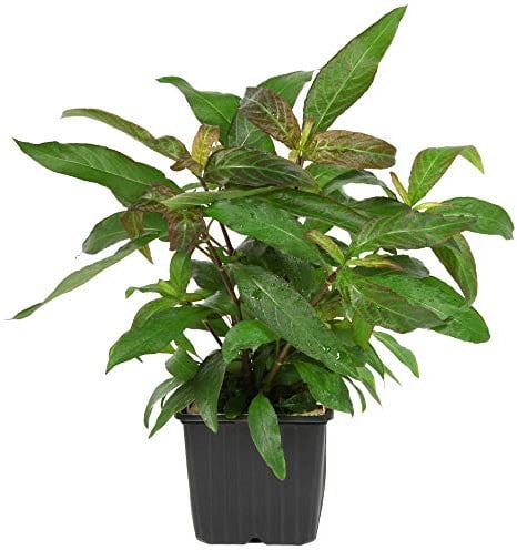 Tropica Mutterpflanze Aquariumpflanze Hygrophila 'Siamensis 53B' XL Nr.053B Wasserpflanzen Aquarium Aquariumpflanzen