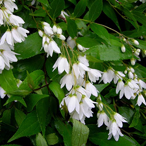 Sternchenstrauch 'Nikko' - Deutzia Gracilis 'Nikko' - 25-30 cm Topf - Weiße Blüten, bienenfreundlich