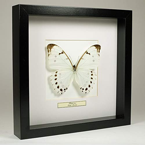De Museumwinkel.com Morpho luna – Weißer Morphofalter - Echter präparierter Schmetterling montiert unter Glas in handgefertigten schwarzen Holzrahmen