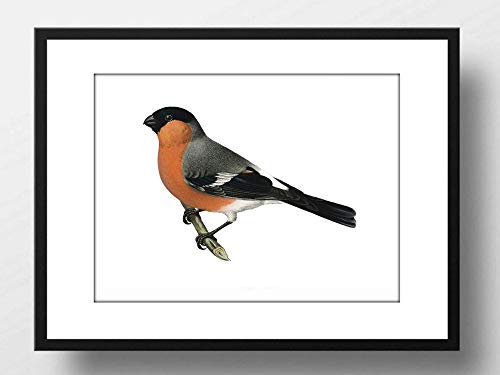 Din A4 Kunstdruck ungerahmt - Gimpel Dompfaff Vogel Natur Vintage Retro Zeichnung Druck Poster Bild