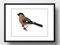 Din A4 Kunstdruck ungerahmt - Gimpel Dompfaff Vogel Natur Vintage Retro Zeichnung Druck Poster Bild