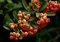 Piracanta arancione nana Pyracantha coccinea Navaho Agazzino pianta da siepe sempreverde in vaso 9x9 cm Vivaio di Castelletto